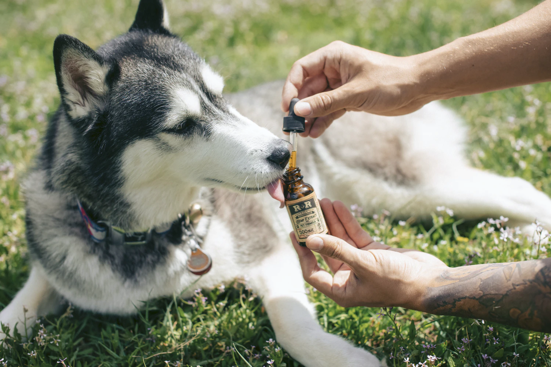 5 Reasons To Give Your Dog CBD